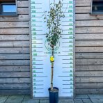 Hruška obyčajná (Pyrus Communis) ´MOSCATELLA´ - zelená letná, výška 230-260 cm, obvod kmeňa 6/8 cm, kont. C6L